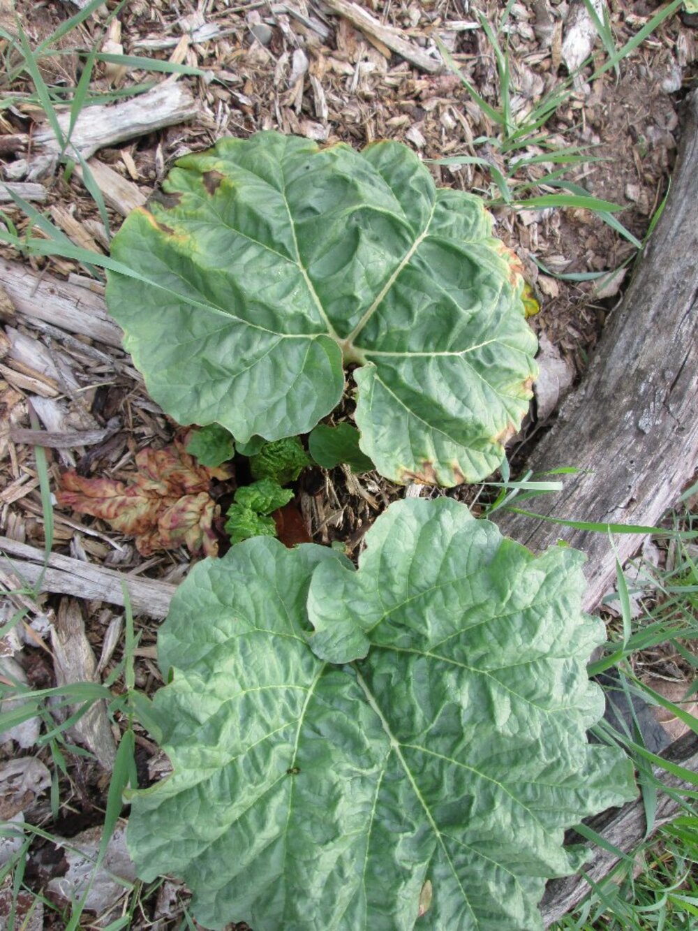Red Victoria Rhubarb plant starter division of crown very hardy